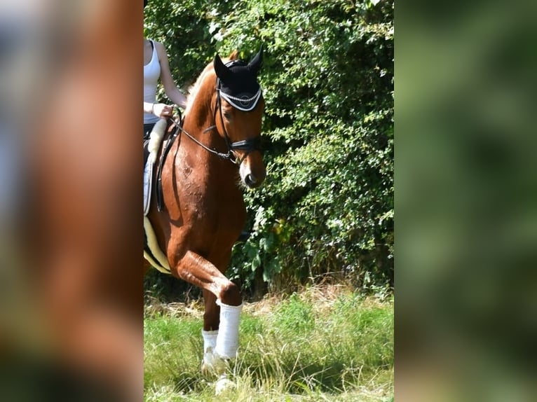 KWPN Gelding 5 years 16,3 hh Chestnut-Red in Neuss