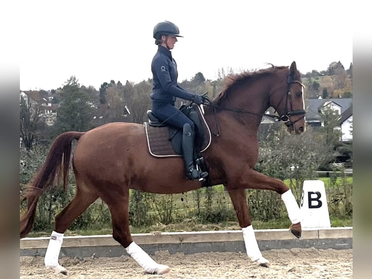 KWPN Gelding 5 years 16,3 hh Chestnut-Red in Magstadt