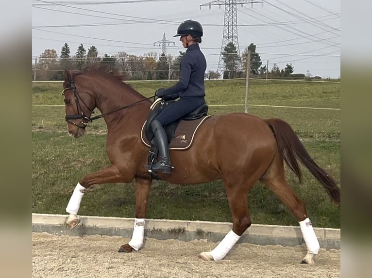 KWPN Gelding 5 years 16,3 hh Chestnut-Red in Magstadt