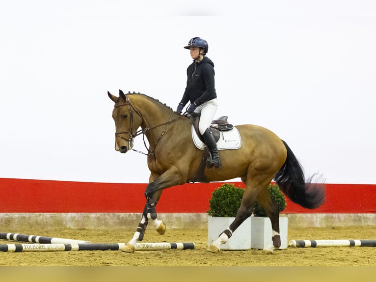 KWPN Gelding 5 years 16,3 hh  in Waddinxveen