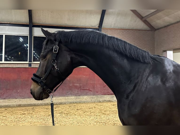 KWPN Gelding 5 years 16,3 hh Smoky-Black in Beuningen Gld