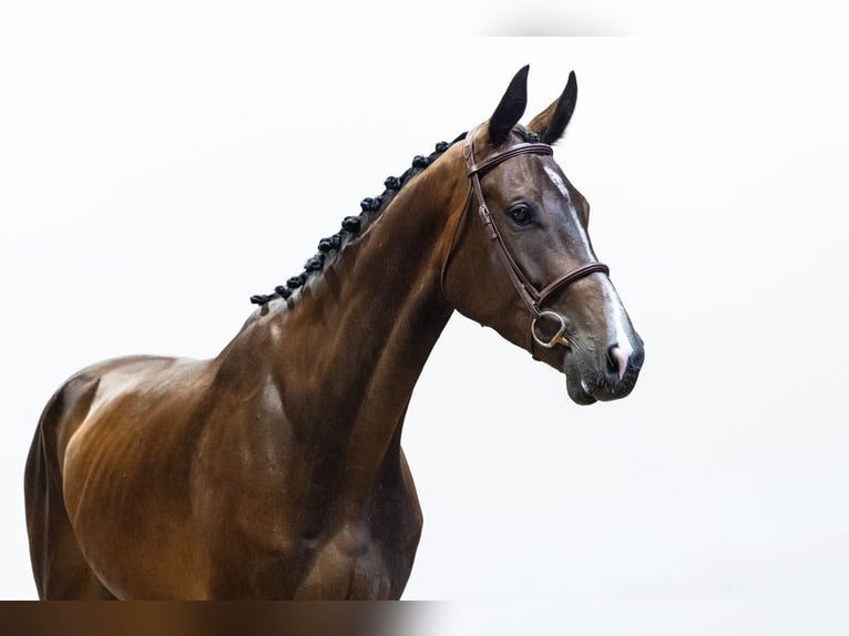 KWPN Gelding 5 years 17.1 hh Bay-Dark in Waddinxveen