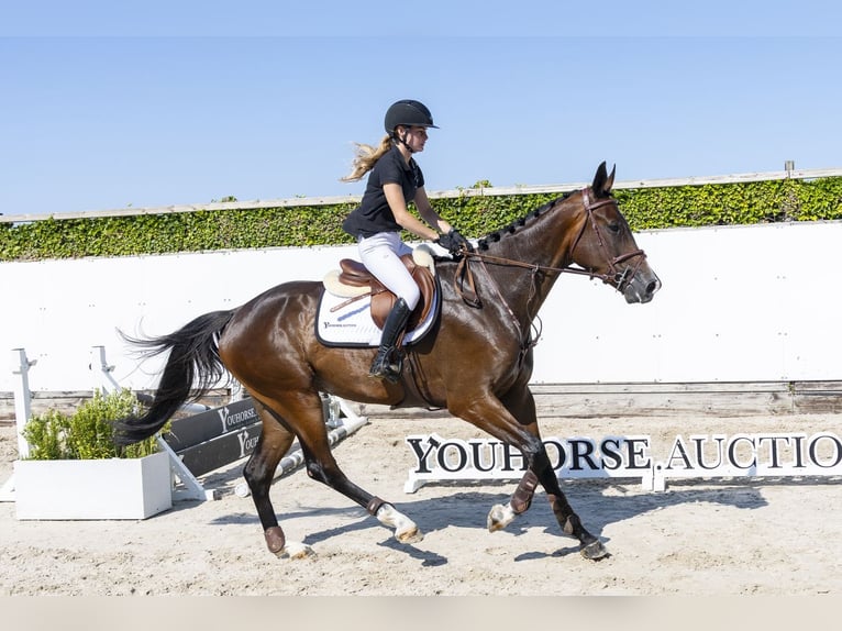 KWPN Gelding 5 years 17.1 hh Bay-Dark in Waddinxveen