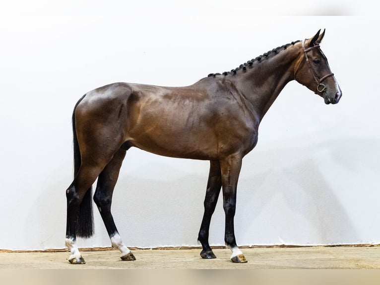 KWPN Gelding 5 years 17.1 hh Bay-Dark in Waddinxveen