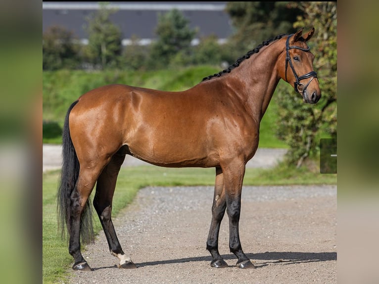 KWPN Gelding 5 years 17,1 hh Brown in Dallgow-Döberitz