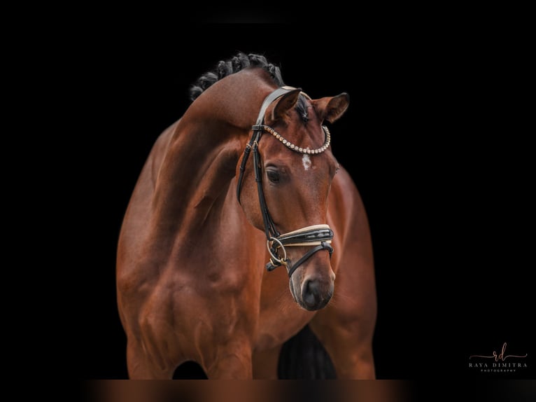 KWPN Gelding 5 years 17,1 hh Brown in Wehringen