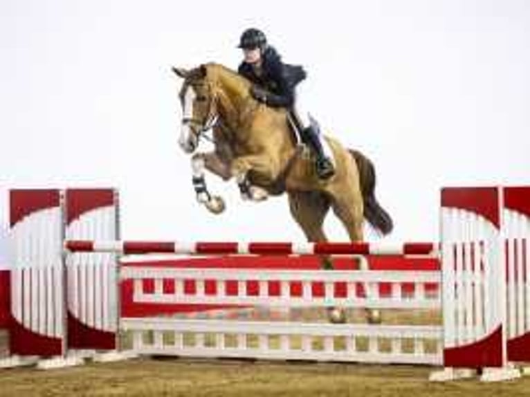 KWPN Gelding 5 years 17,1 hh Chestnut-Red in Waddinxveen