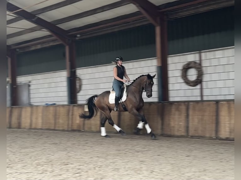 KWPN Gelding 5 years 17 hh Bay-Dark in Oud Gastel
