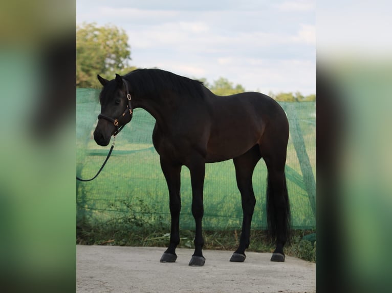 KWPN Gelding 5 years 17 hh Bay-Dark in Snina