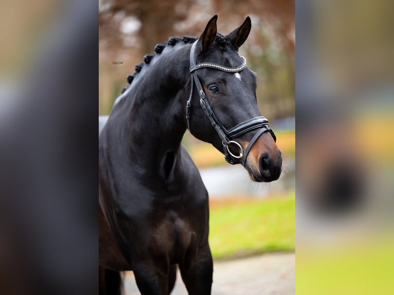 KWPN Gelding 5 years 17 hh Bay-Dark in Weert