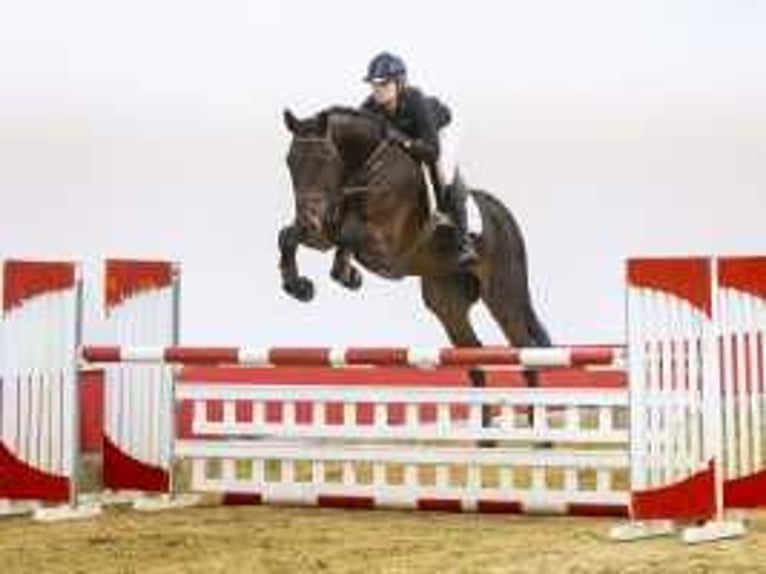 KWPN Gelding 5 years 17 hh Bay-Dark in Waddinxveen