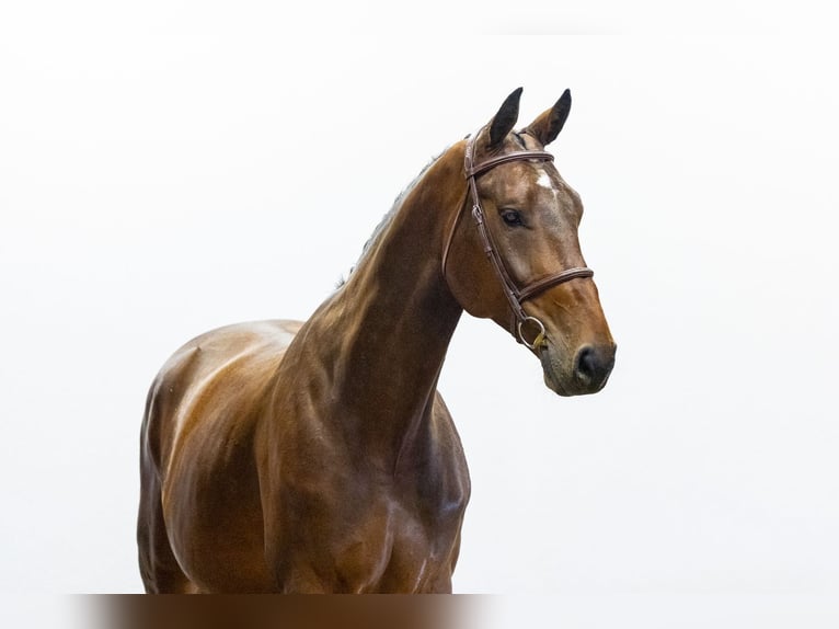 KWPN Gelding 5 years 17 hh Bay-Dark in Waddinxveen