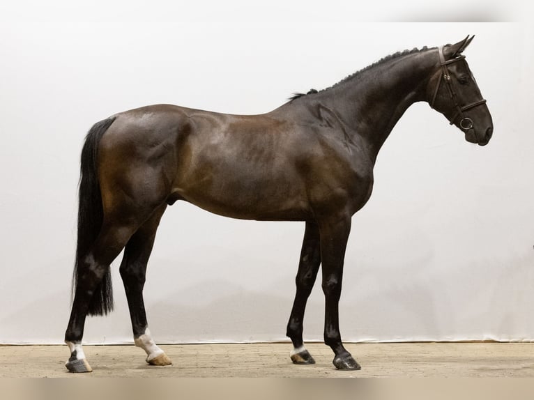 KWPN Gelding 5 years 17 hh Bay-Dark in Waddinxveen