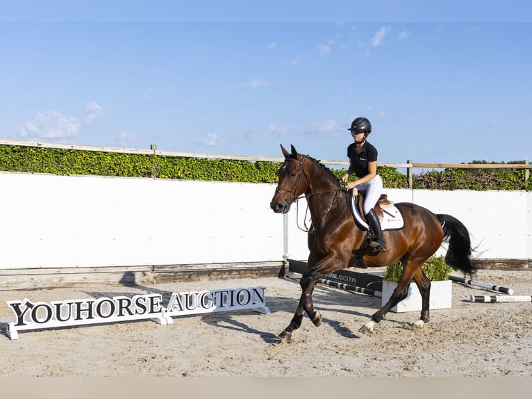 KWPN Gelding 5 years 17 hh Bay-Dark in Waddinxveen