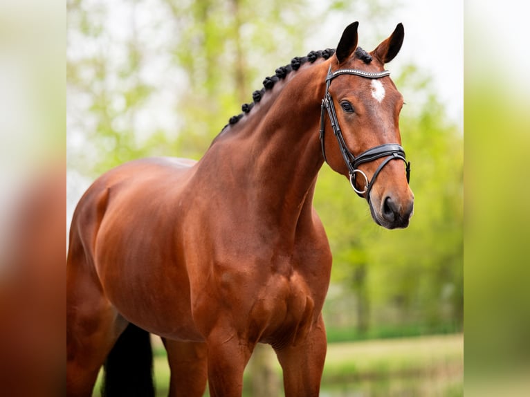 KWPN Gelding 5 years 17 hh Bay in Weert