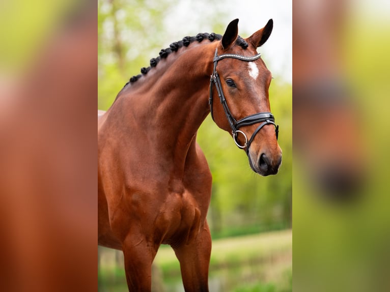 KWPN Gelding 5 years 17 hh Bay in Weert