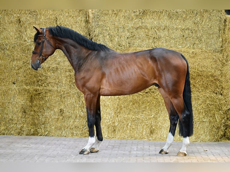 KWPN Gelding 5 years 17 hh Bay in Bladel