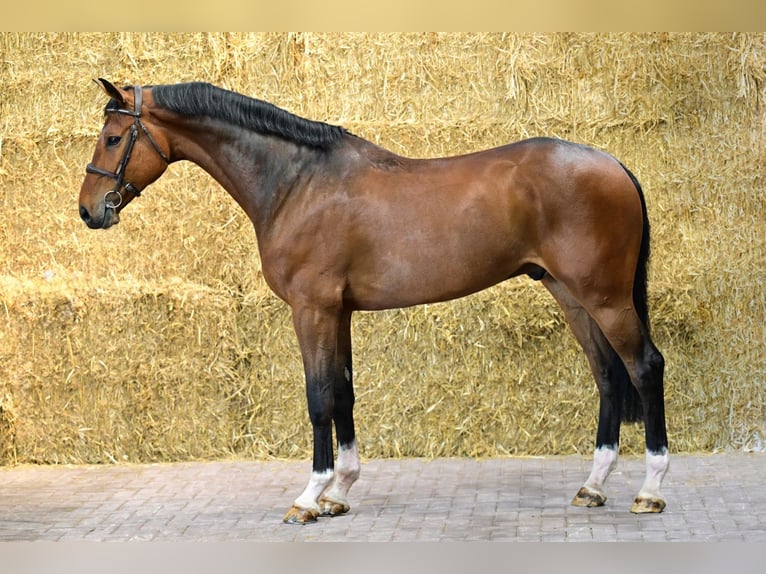 KWPN Gelding 5 years 17 hh Bay in Bladel