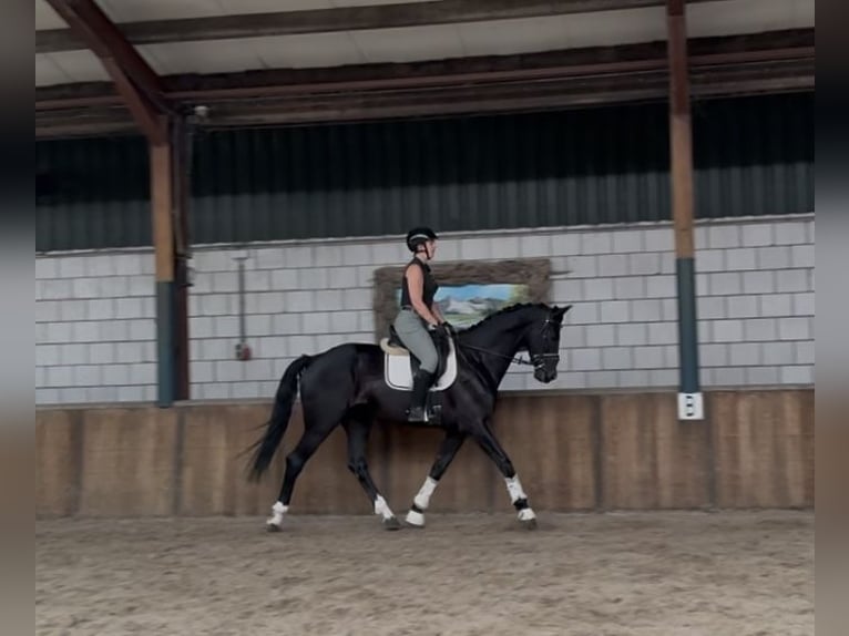 KWPN Gelding 5 years 17 hh Black in Oud Gastel