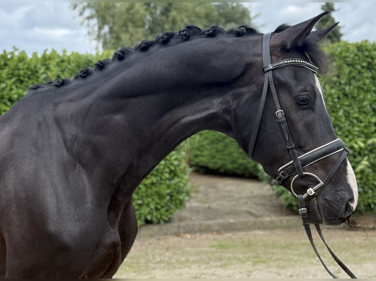 KWPN Gelding 5 years 17 hh Black in Oud Gastel