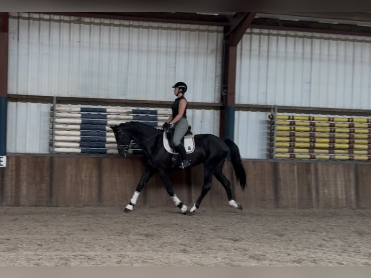 KWPN Gelding 5 years 17 hh Black in Oud Gastel