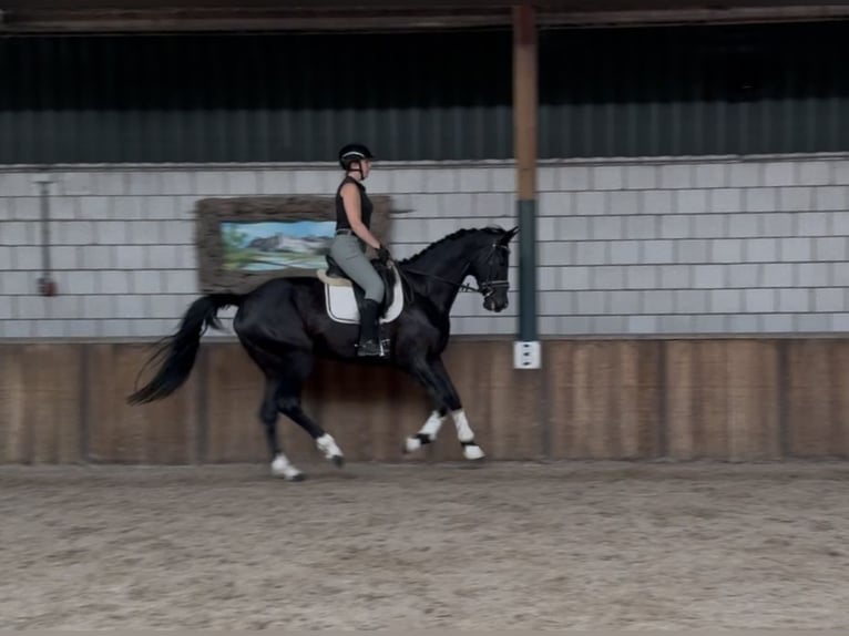 KWPN Gelding 5 years 17 hh Black in Oud Gastel