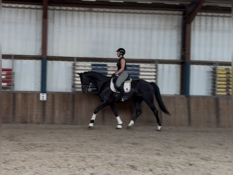 KWPN Gelding 5 years 17 hh Black in Oud Gastel