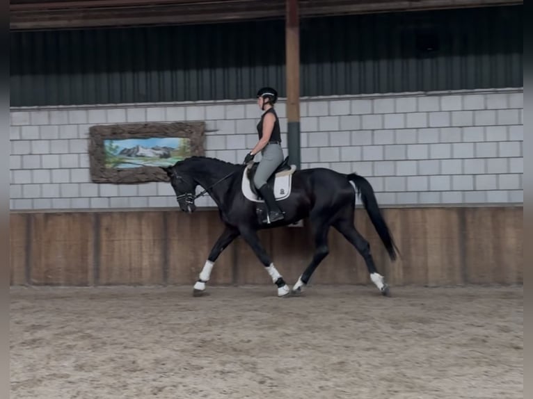 KWPN Gelding 5 years 17 hh Black in Oud Gastel