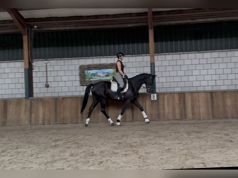 KWPN Gelding 5 years 17 hh Black in Oud Gastel