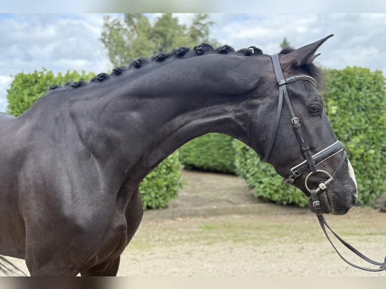 KWPN Gelding 5 years 17 hh Black in Oud Gastel
