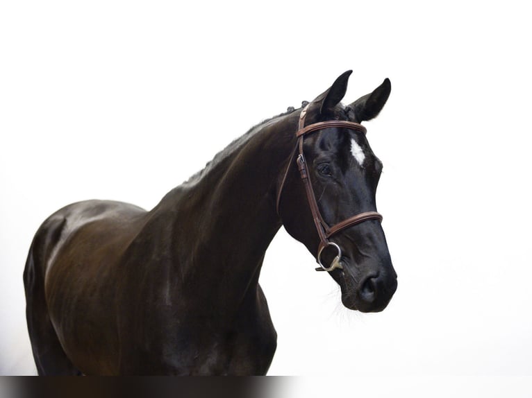 KWPN Gelding 5 years 17 hh Black in Waddinxveen