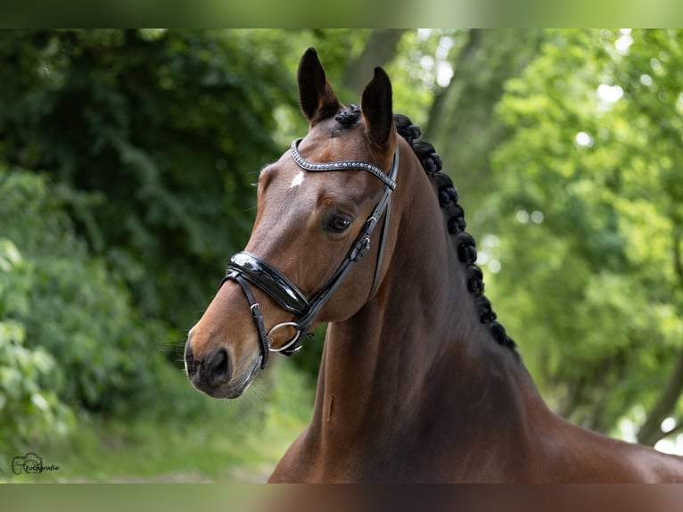KWPN Gelding 5 years 17 hh Brown in Wouwse Plantage
