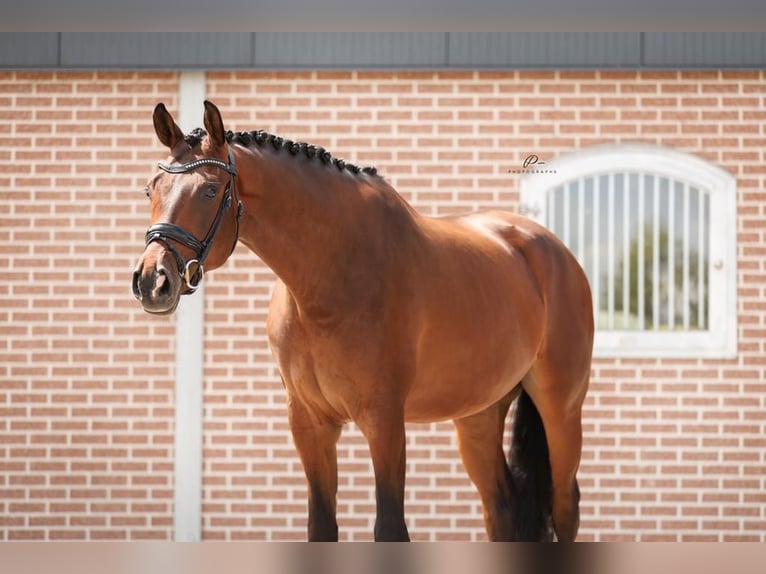 KWPN Gelding 5 years 17 hh Brown-Light in Boesingheliede