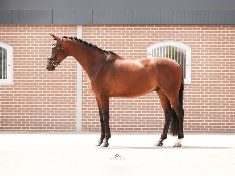 KWPN Gelding 5 years 17 hh Brown-Light in Boesingheliede