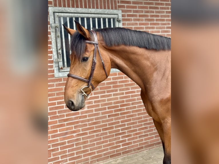 KWPN Gelding 5 years 17 hh Brown in Bladel