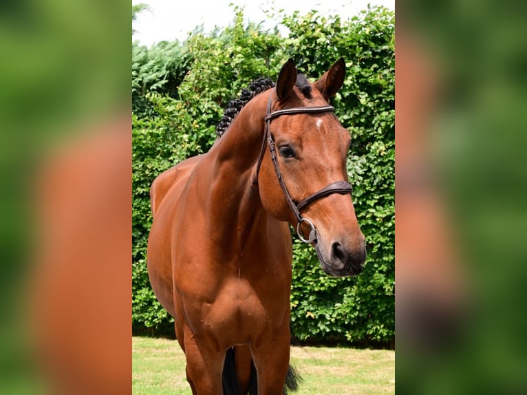 KWPN Gelding 5 years 17 hh Brown in Bladel