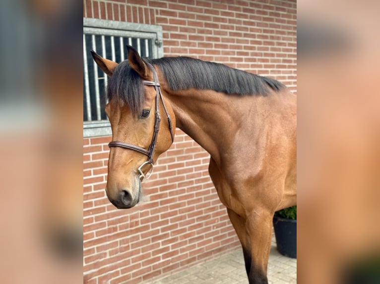 KWPN Gelding 5 years 17 hh Brown in Bladel