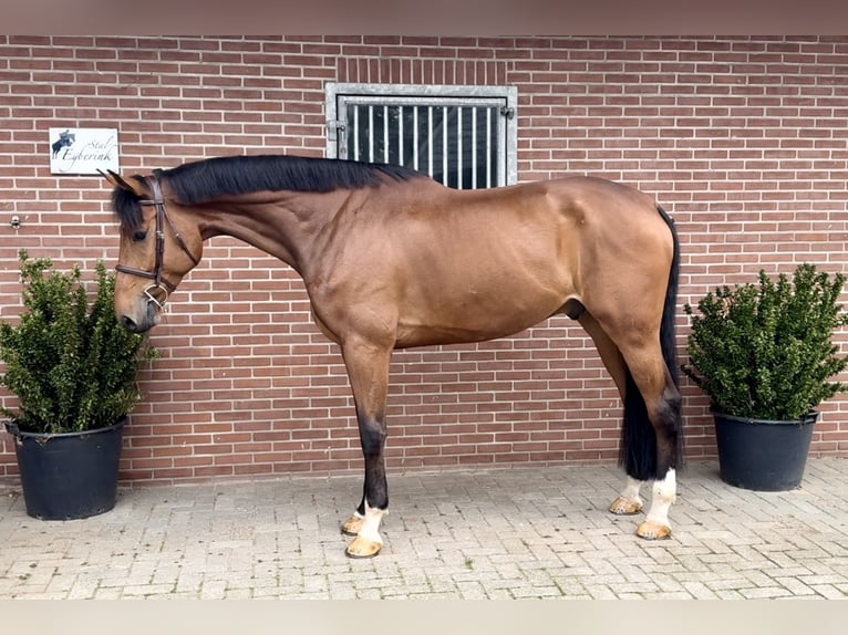 KWPN Gelding 5 years 17 hh Brown in Bladel