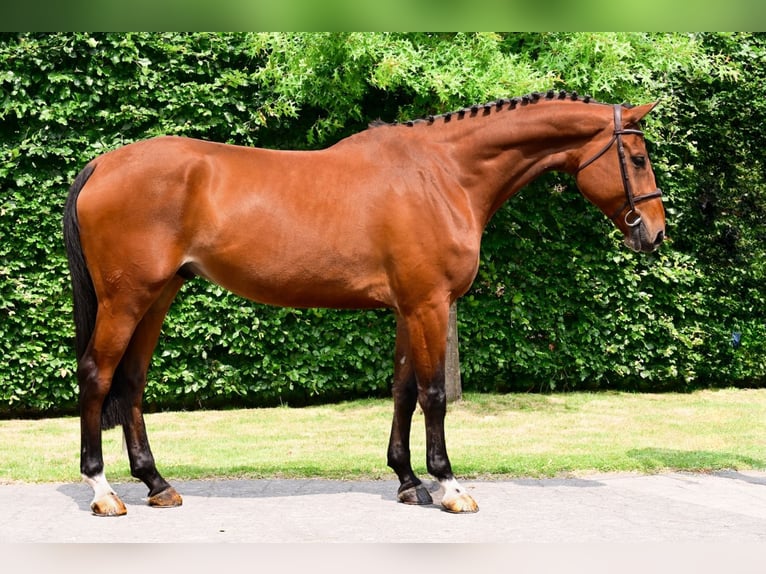 KWPN Gelding 5 years 17 hh Brown in Bladel