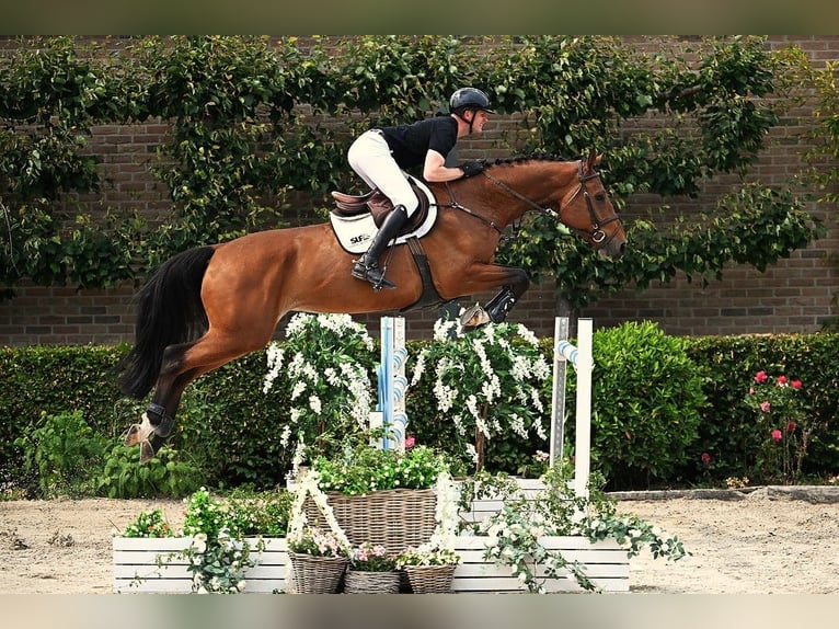 KWPN Gelding 5 years 17 hh Brown in Bladel