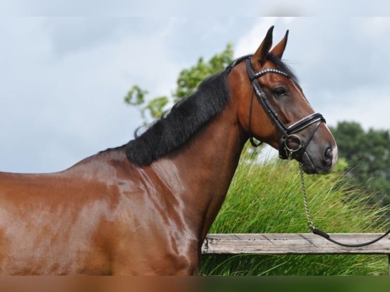 KWPN Gelding 5 years 17 hh Brown in Lunteren