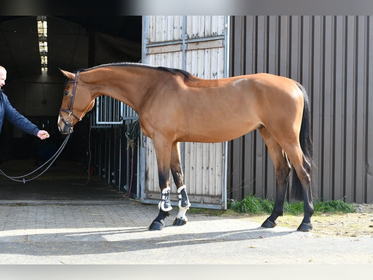 KWPN Gelding 5 years 17 hh Brown in Geilenkirchen