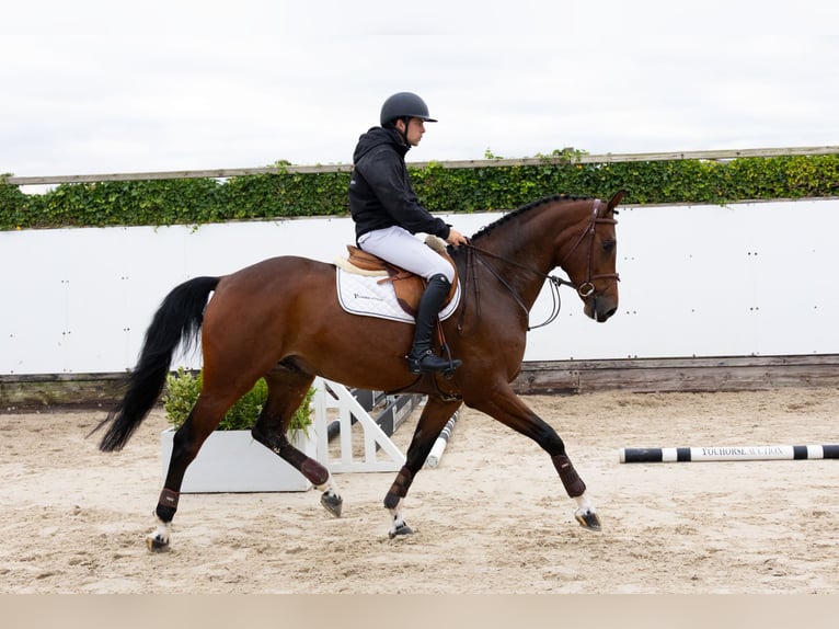 KWPN Gelding 5 years 17 hh Brown in Waddinxveen