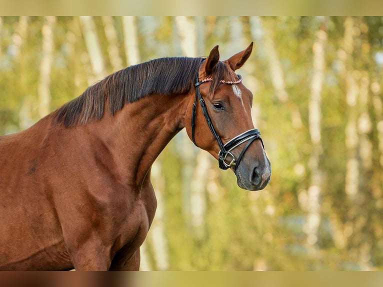 KWPN Gelding 5 years 17 hh Chestnut in Riga