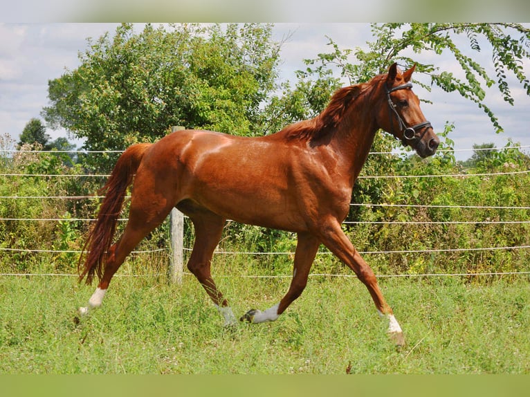 KWPN Gelding 5 years 17 hh Chestnut in Columbia Station