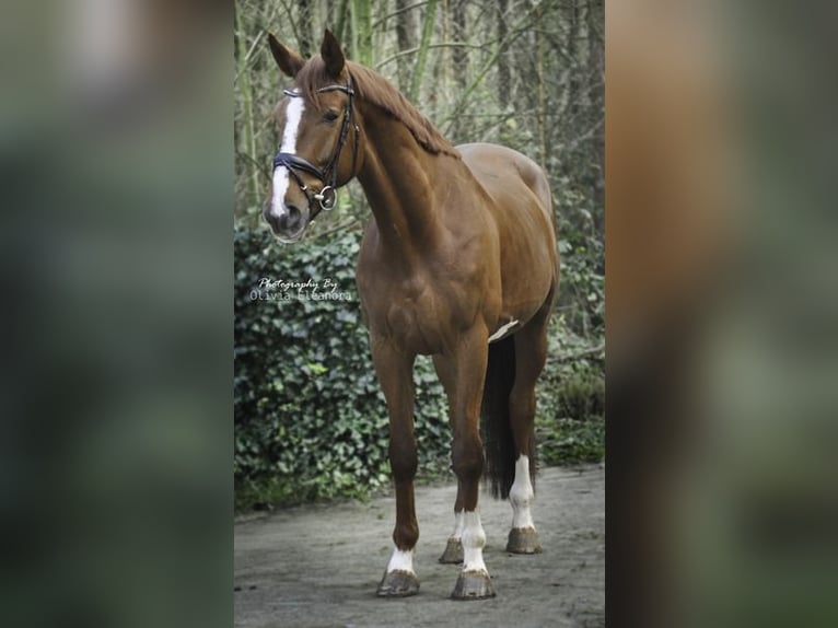 KWPN Gelding 5 years 17 hh Chestnut in Soest