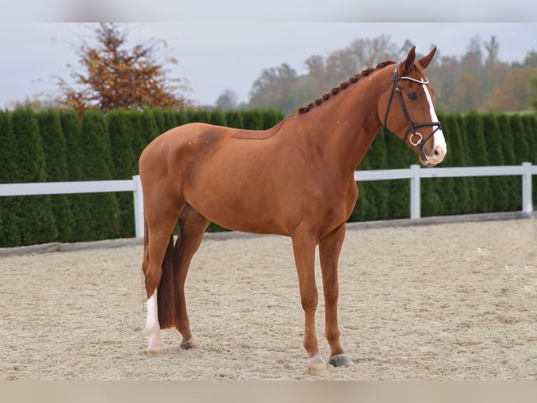 KWPN Gelding 5 years 17 hh Chestnut-Red in Schwäbisch Hall