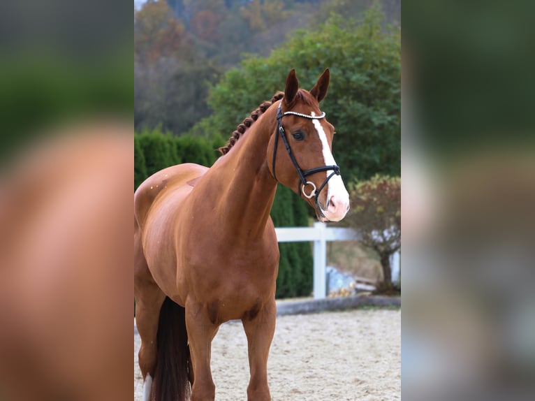 KWPN Gelding 5 years 17 hh Chestnut-Red in Schwäbisch Hall