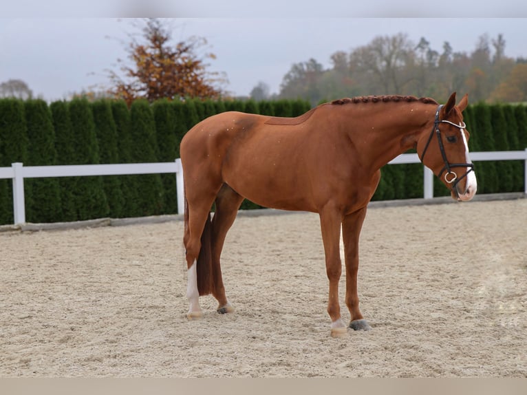 KWPN Gelding 5 years 17 hh Chestnut-Red in Schwäbisch Hall