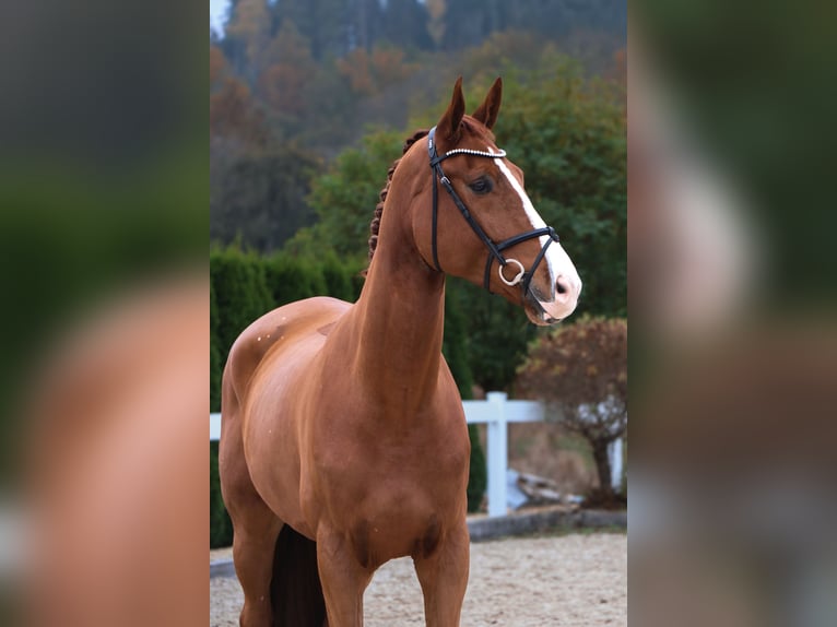 KWPN Gelding 5 years 17 hh Chestnut-Red in Schwäbisch Hall